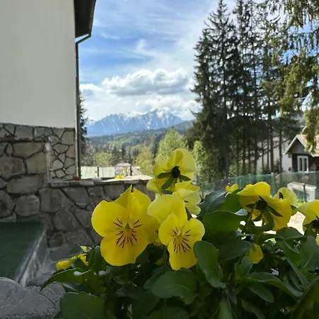 Pine Peak Predeal