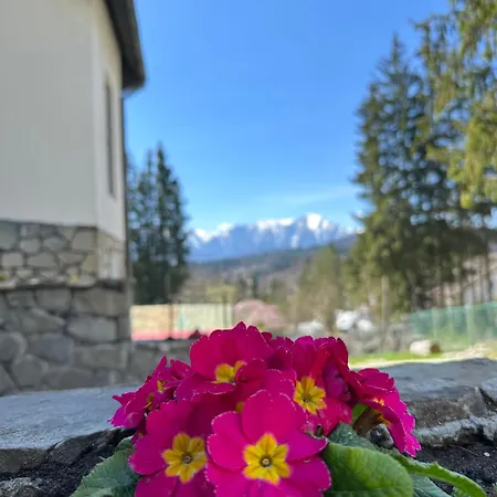 Pine Peak Predeal